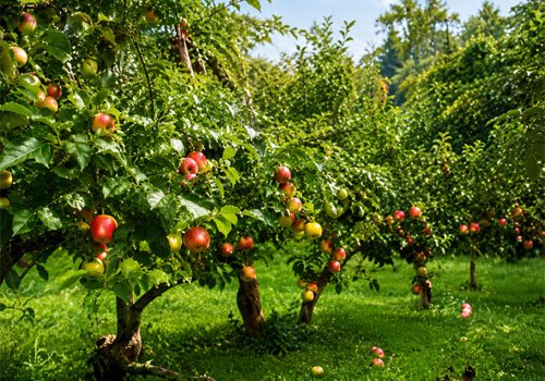 apple