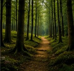 forest