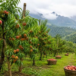 fruits fruits