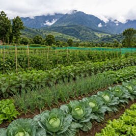 vegetable vegetable